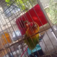 طوطی کتوله برزیلی|پرنده|شیراز, محراب|دیوار