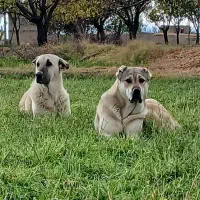 سگ ماده|سگ|یامچی, |دیوار