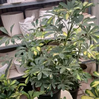 گل و گلدان|گل و گیاه طبیعی|یزد, |دیوار