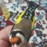 سهره سالم و بخون|پرنده|بیجار, |دیوار