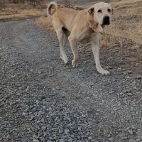 سگ عراقی گله ای|سگ|نوشین شهر, |دیوار