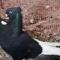 کبوتر دمسفید