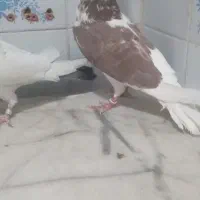کبوتر شکار گرفتم