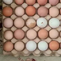 تخم نطفه دار، محلی، گلپایگانی ، گلین ، اردک