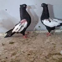 کبوتر سینه ای