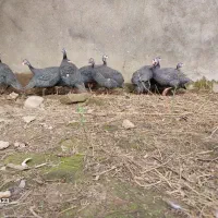 مرغ شاخدار ( سیساک )|حیوانات مزرعه|آمل, |دیوار