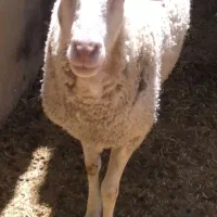 فروش ۳  رس گوسفند امپرال شال وغزل افشاری