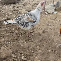 بوقلمون و خروس|حیوانات مزرعه|سرپل ذهاب, |دیوار