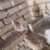 سار سیا ماده