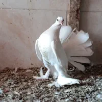 کبوتر پرنده تزئینی