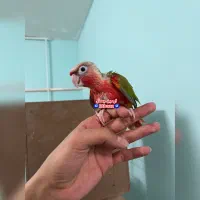 گرینچیک فول رام و اهلی