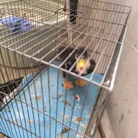 حیوانات مزروعه