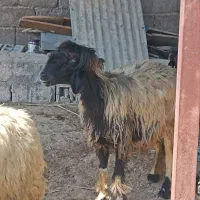 میش و بره|حیوانات مزرعه|گتوند, |دیوار