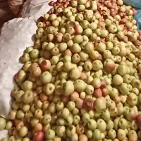 خرید سیب