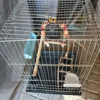 قفس بزرگ طوطی عروس هلندی