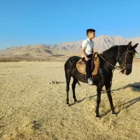 مادیان کرد همراه کره