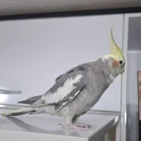 پرنده عروس هلندی|پرنده|کهریزک, |دیوار