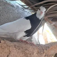 کبوتر فروشی