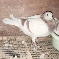 2جفت مولد|پرنده|مینودشت, |دیوار