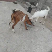 فروش دو عدد کهر نر