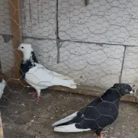 تعدادی کفتر|پرنده|مشهد, امام رضا (ع)|دیوار