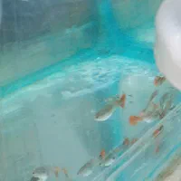 تعدادی گوپی بیگ ایر دامبو ردتیل