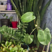 چند نوع گل|گل و گیاه طبیعی|قزوین, |دیوار