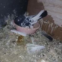 کفتر سرور.شازده آتیشی  10 جفت معاوضه با موتورمزاید