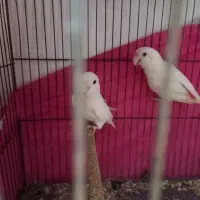 طوطی برزیلی سفید چشم قرمز