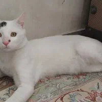 واگذاری گربه سفید