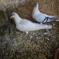 کفتر افغان|پرنده|چابهار, |دیوار