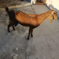 بز خوب برای مالداری بز شیری هست