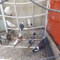 کفتر|پرنده|نورآباد, |دیوار