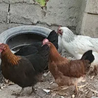 ۸عدد مرغ تخم گذار|حیوانات مزرعه|بستان آباد, |دیوار