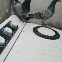 سه جفت پلاکی|پرنده|ایذه, |دیوار