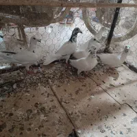 کبوتر دورگ کله ای نوک سیاه