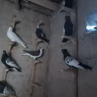 کَبوتر.کِفتر