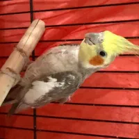 چهار عدد عروس هلندی نر و ماده دارم برای فروش