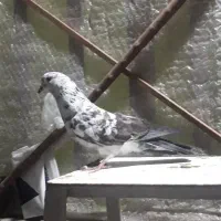 کفتر تهرانی پریشی|پرنده|شیراز, کوشک میدان|دیوار