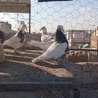 کفتر بوم به ضمانت پرش