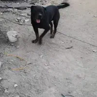 یک قلاده سگ روتوایلر نر جهت کشش