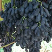 همه رقم نهال های ثمرده و تزئیناتی