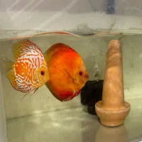 5 عدد جفت دیسکس هر جفت 4500|ماهی|اندیشه, شهرک صدف|دیوار