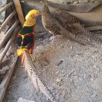 تورنگ قرقاوول بلژیک نر و دو ماده