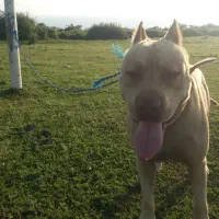 سگ گمشده|سگ|بندر انزلی, سید آسیه|دیوار