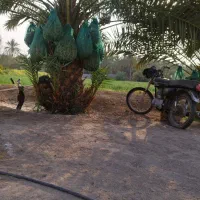 اجاره باغ خرما