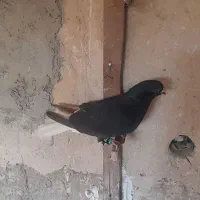 فروش کفتر فوری