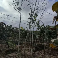 فروش نهال ازگیل.گردو.انجیر در ویزنه|گل و گیاه طبیعی|چوبر, |دیوار