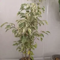 فروش ویژه گل های آپارتمانی وخاک با قیمت مناسب|گل و گیاه طبیعی|میبد, |دیوار