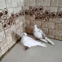 جفت مولد پرنده
